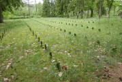 zdjęcie kwatery grobowej na cmentarzu jenieckim z okresu I wojny światowej w Pile-Leszkowie 